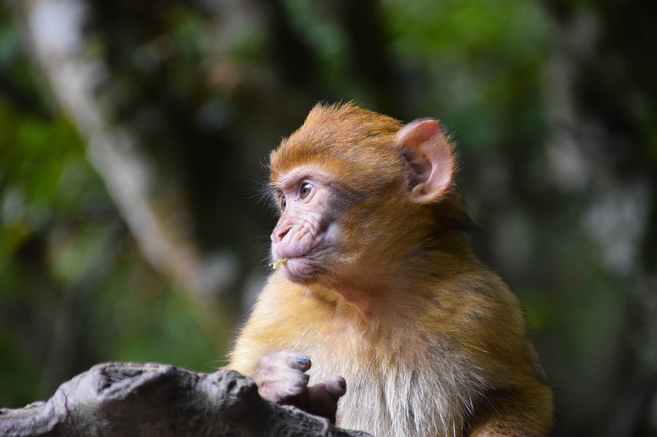 Image - monkey baby monkey ape baby äffchen