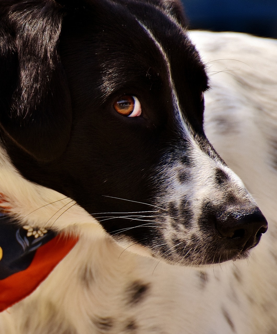 Image - dog animal view good pet cute