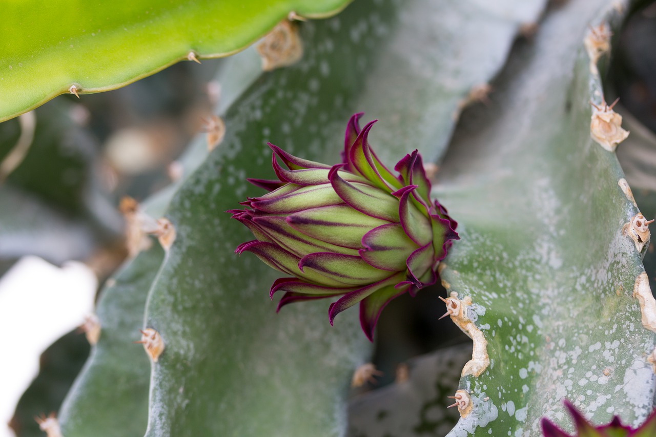 Image - button floral pitaya pitahaya