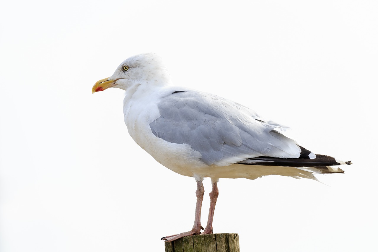 Image - seagull bird perched timber post