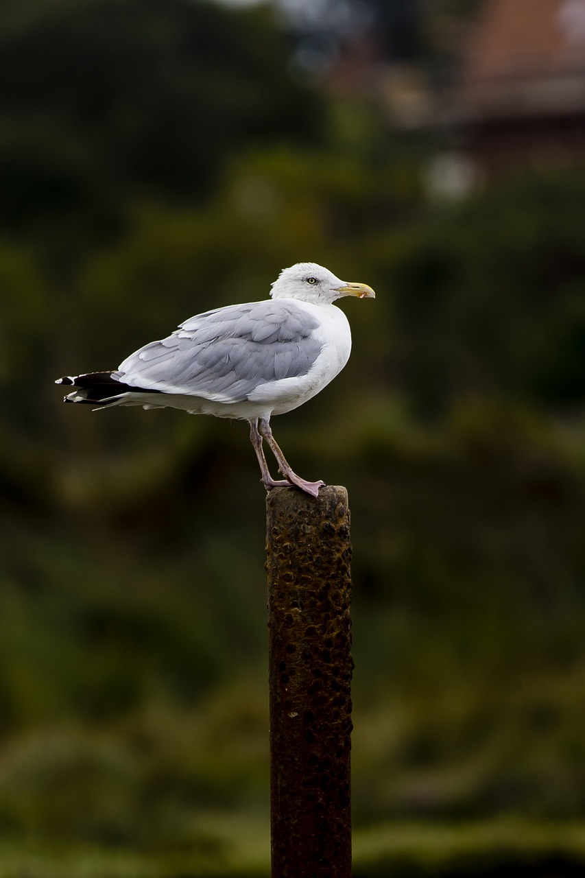 Image - seagull perched iron post rusty