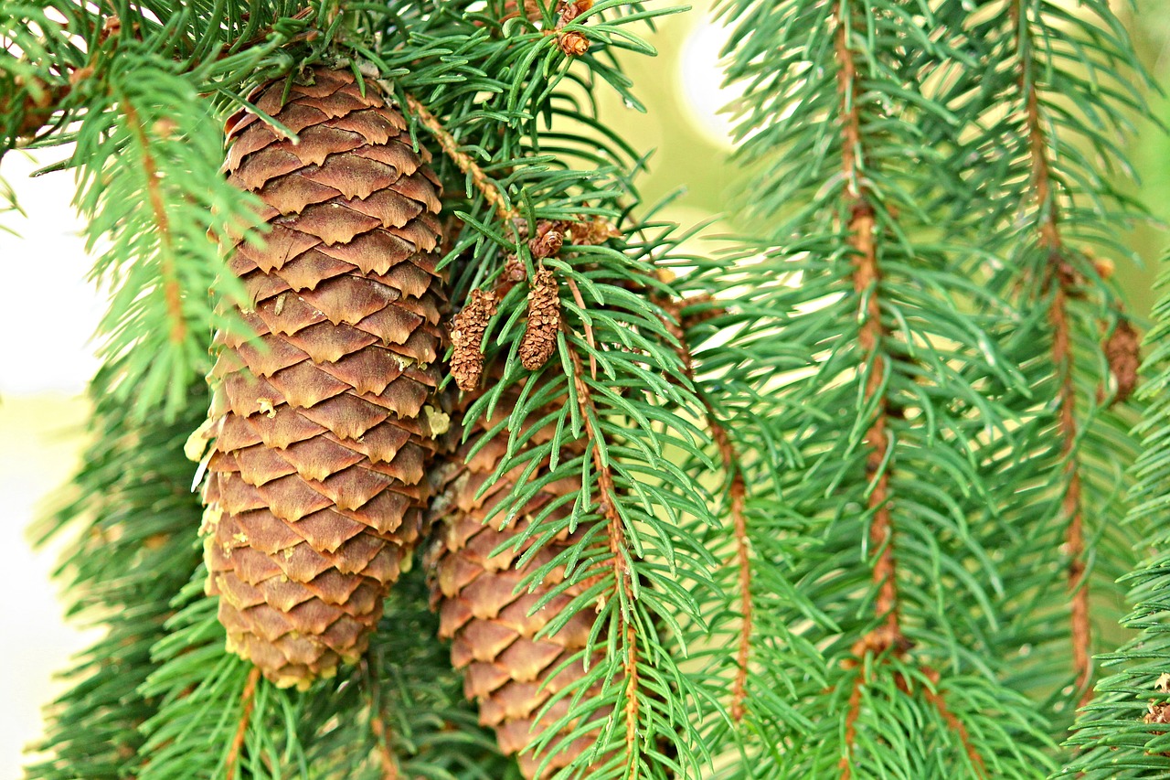 Image - pine cones spruce conifer tap