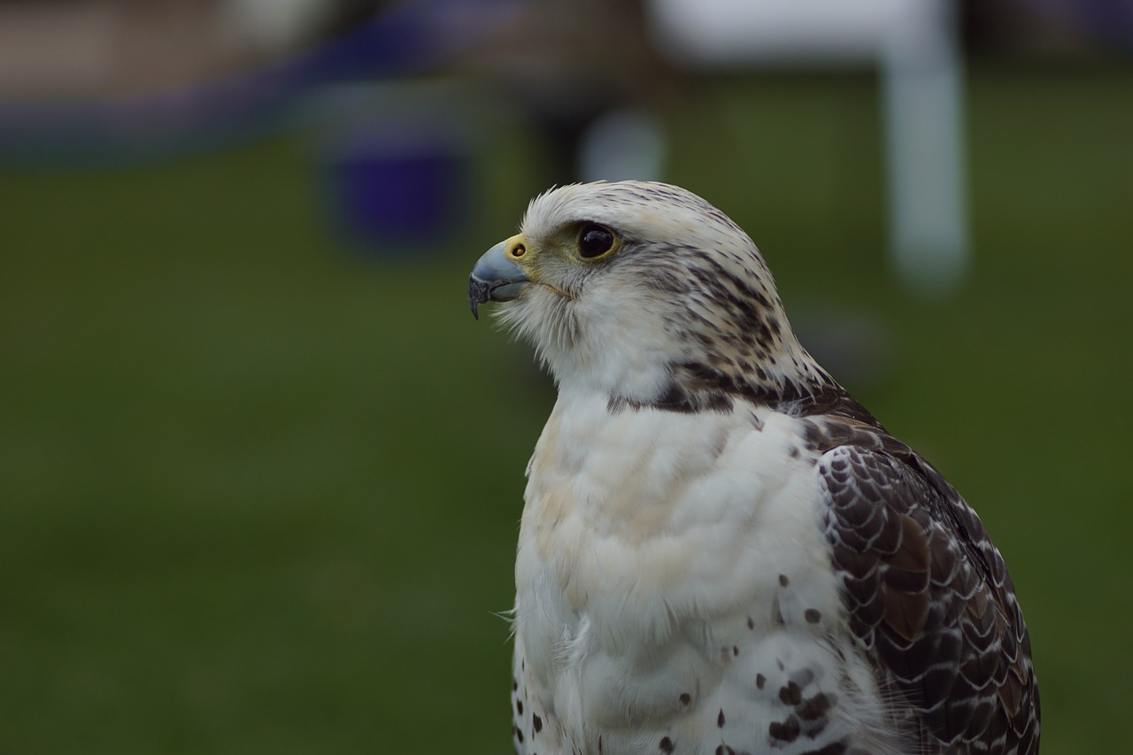 Image - bird portrait head white avian