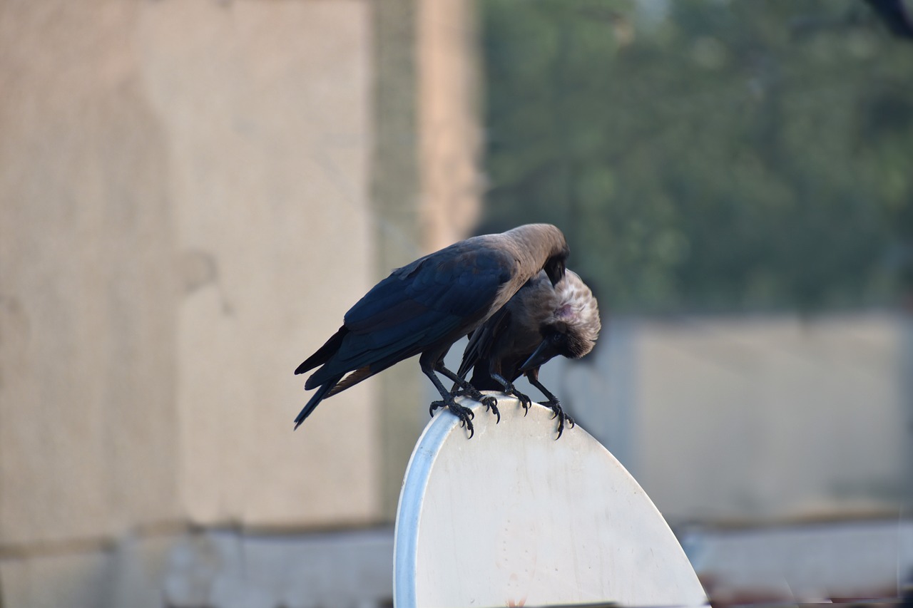 Image - house crows crows preening