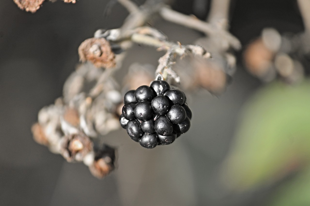 Image - blackberry berry fruit fruit berry