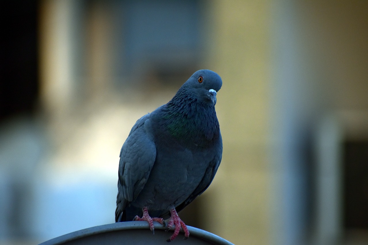 Image - pigeon homing pigeon