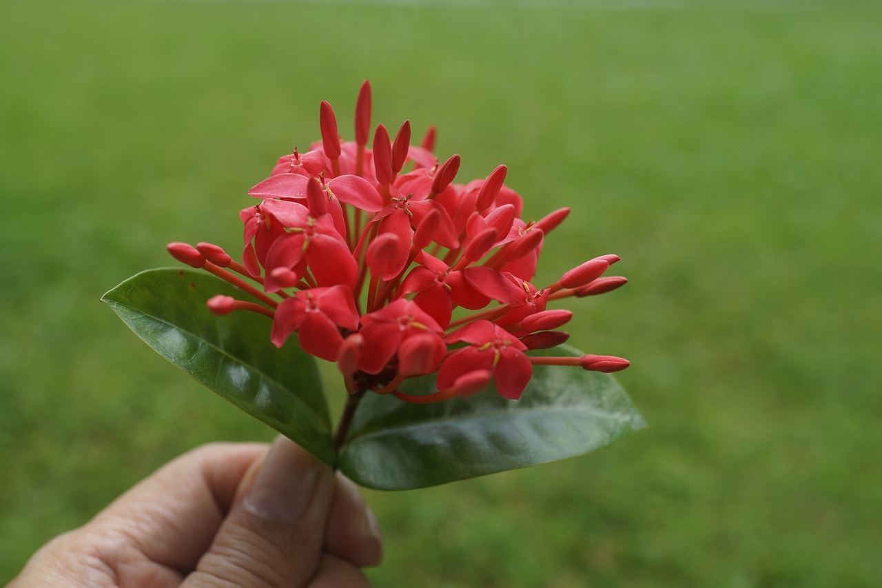 Image - frangipani buds plumeria buds