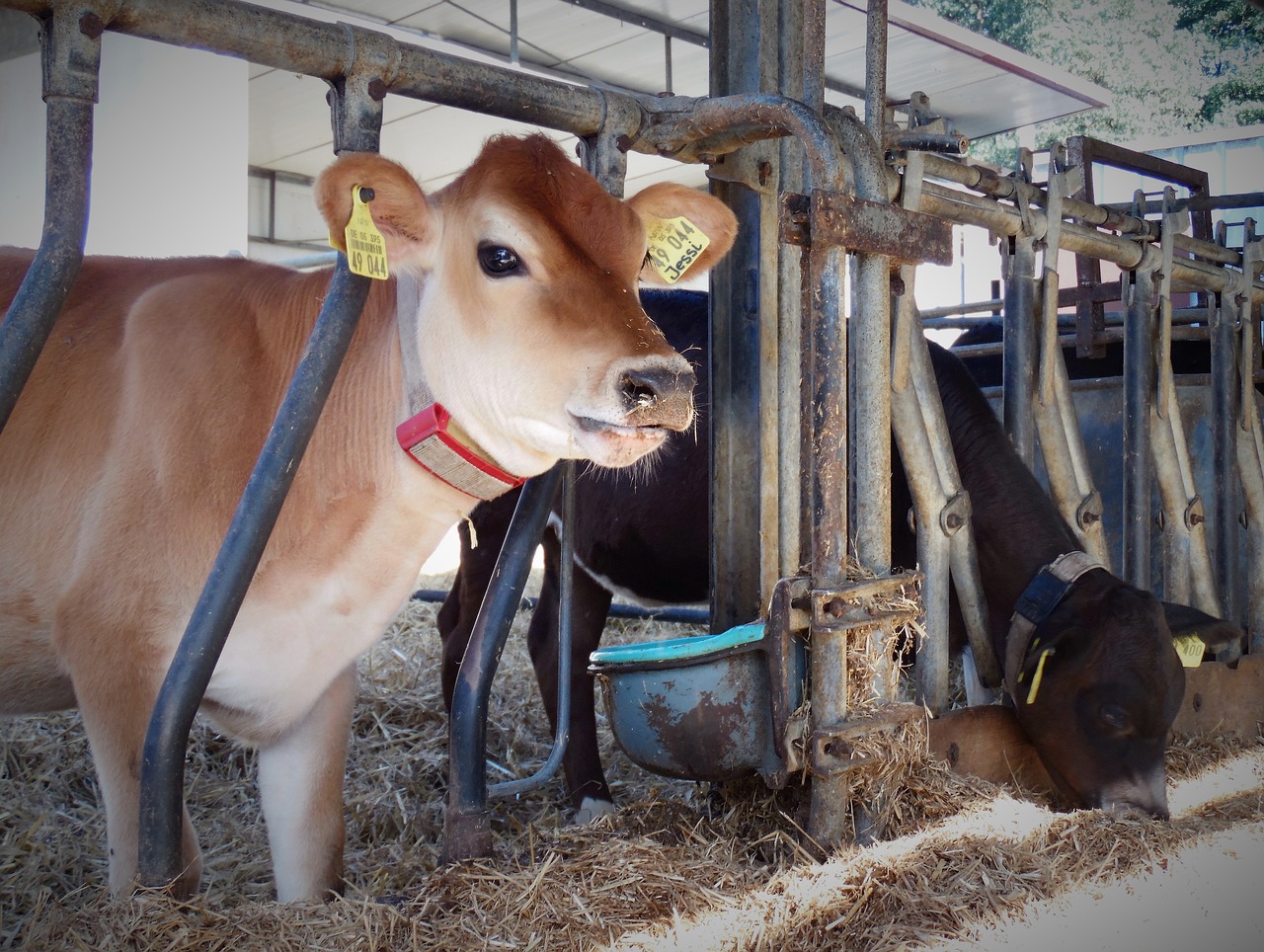 Image - beef calf agriculture young calf