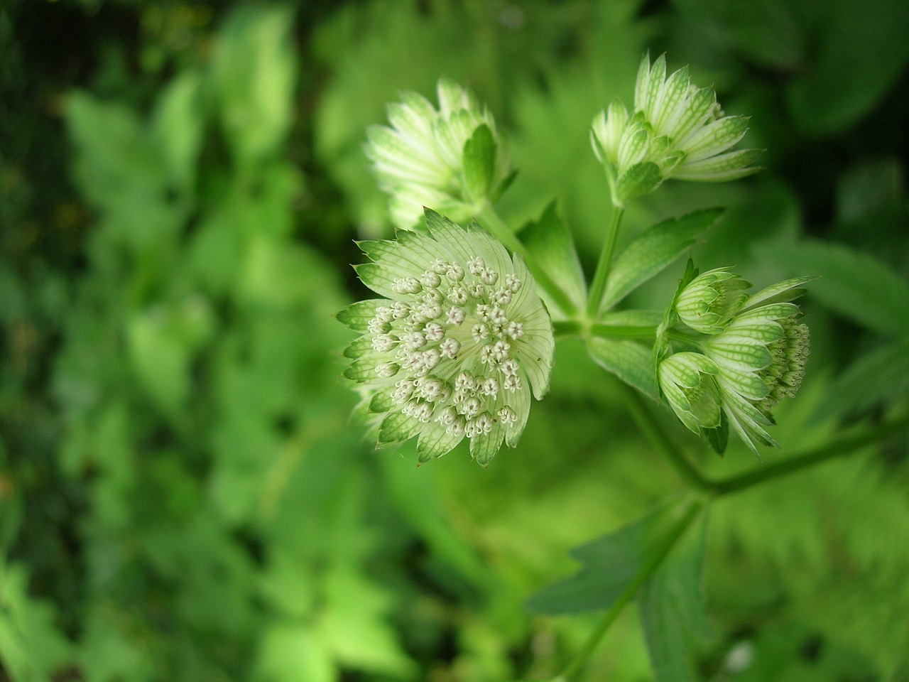 Image - masterwort botanical garden