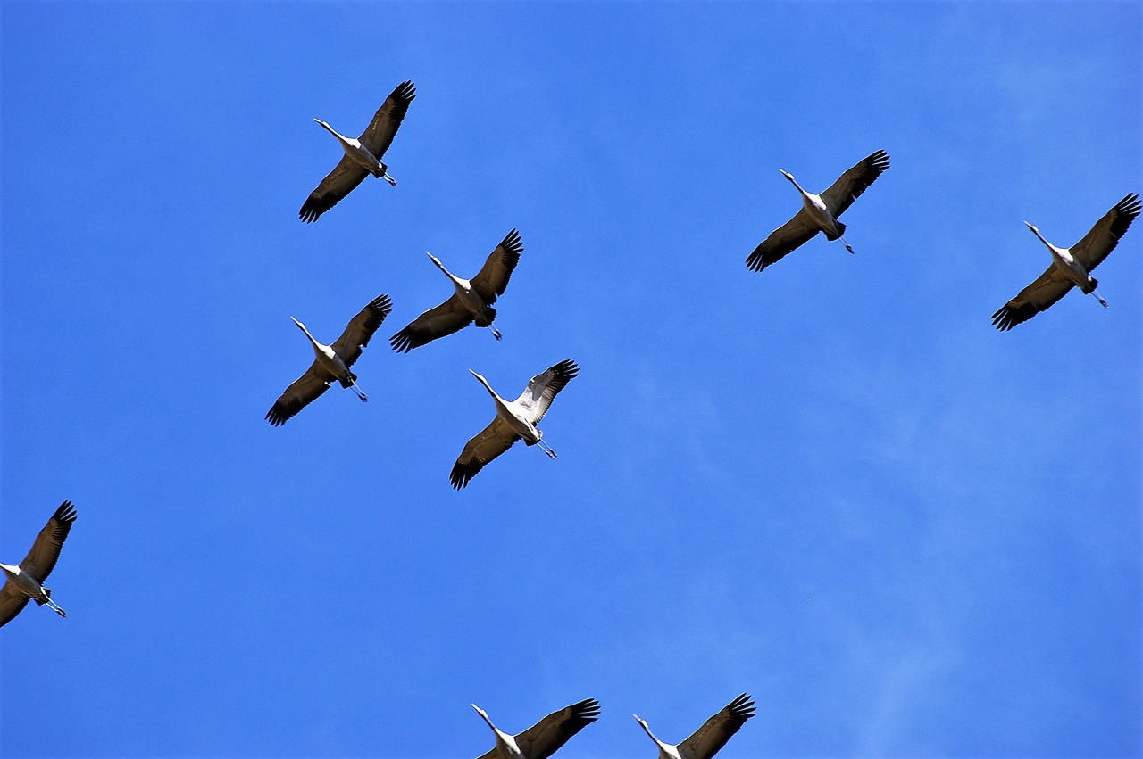 Image - cranes birds wings fly together