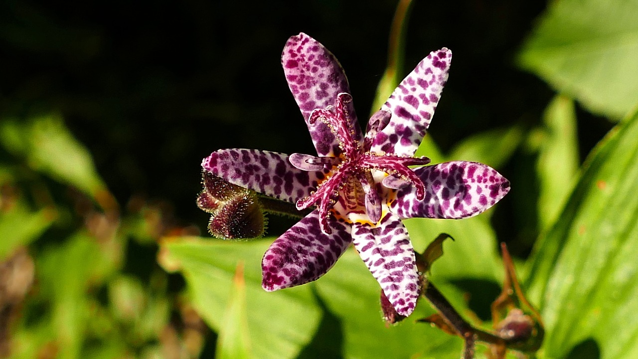 Image - tricyrtis hirta lily autumn plant