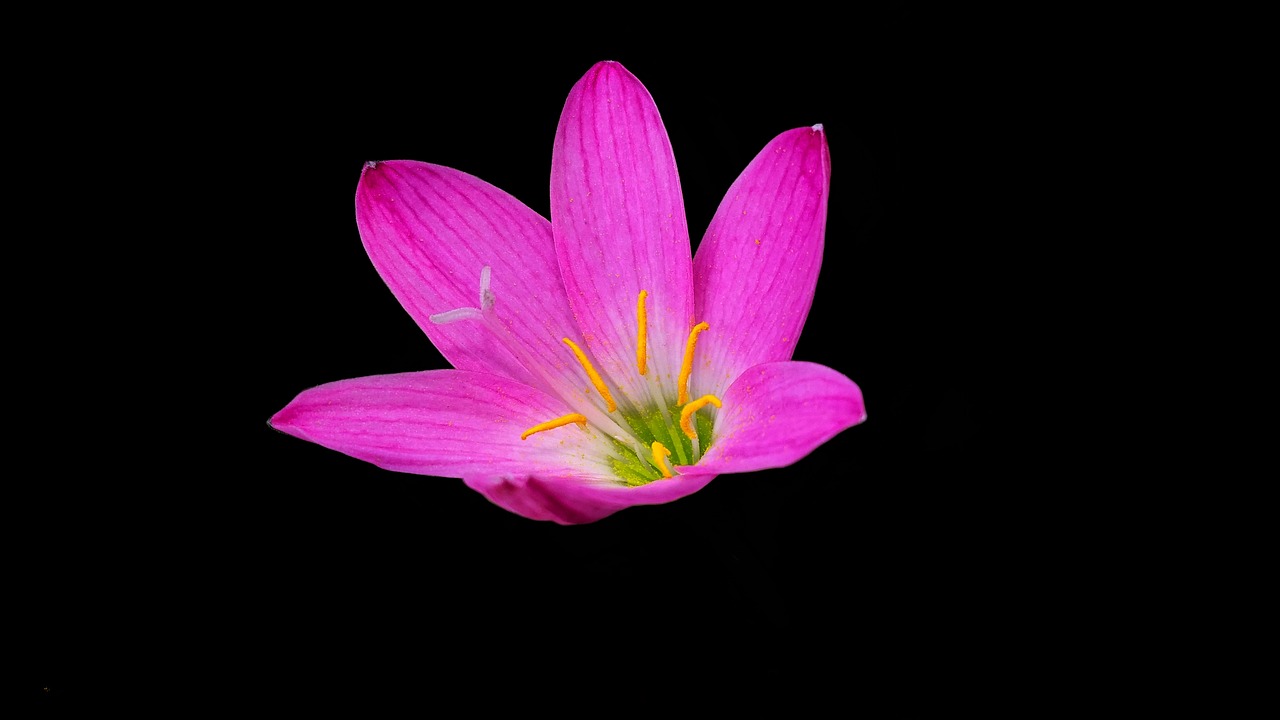 Image - pink flower nectar summer