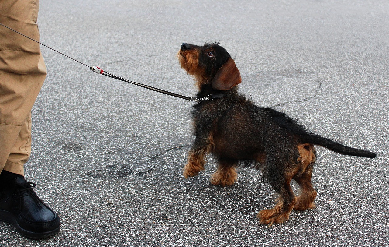 Image - dachshund obedient dog training