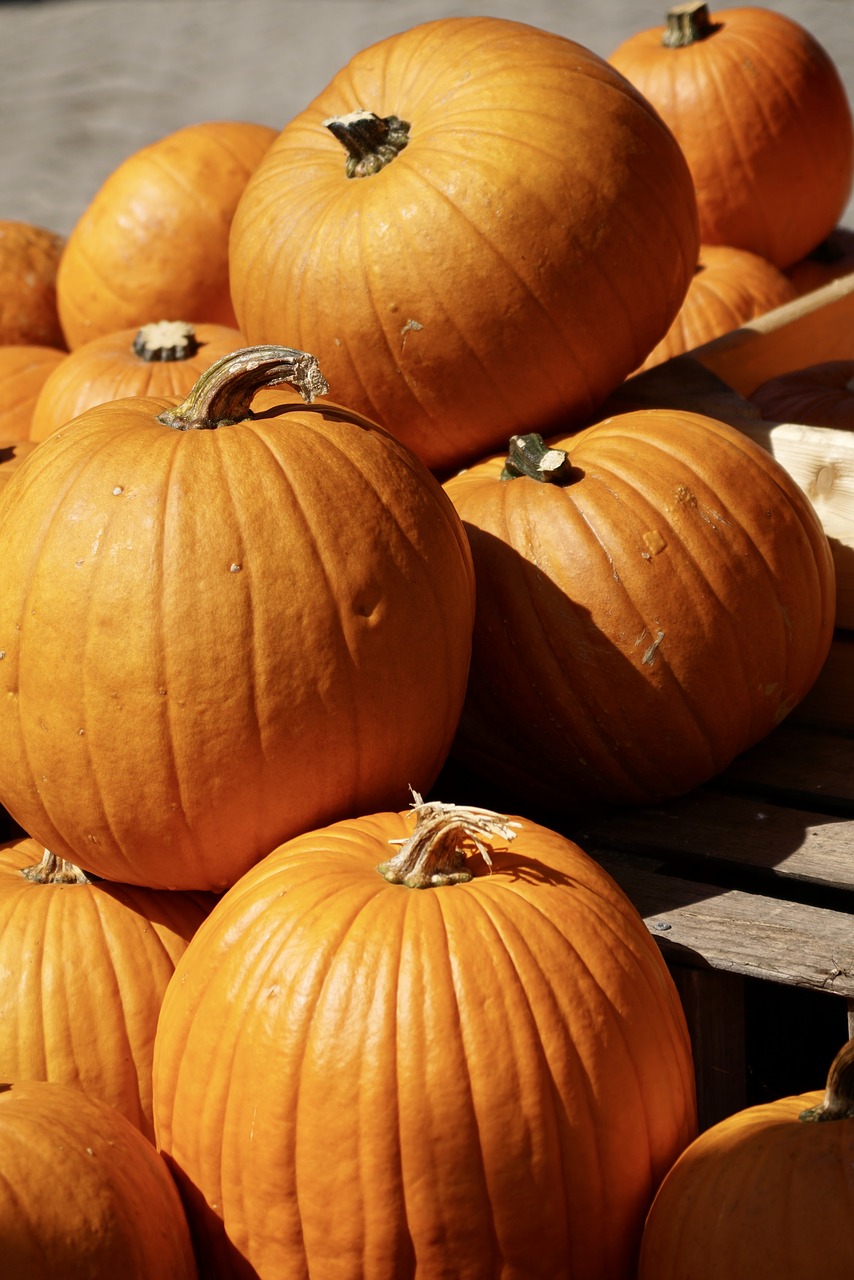 Image - pumpkin orange harvest food autumn