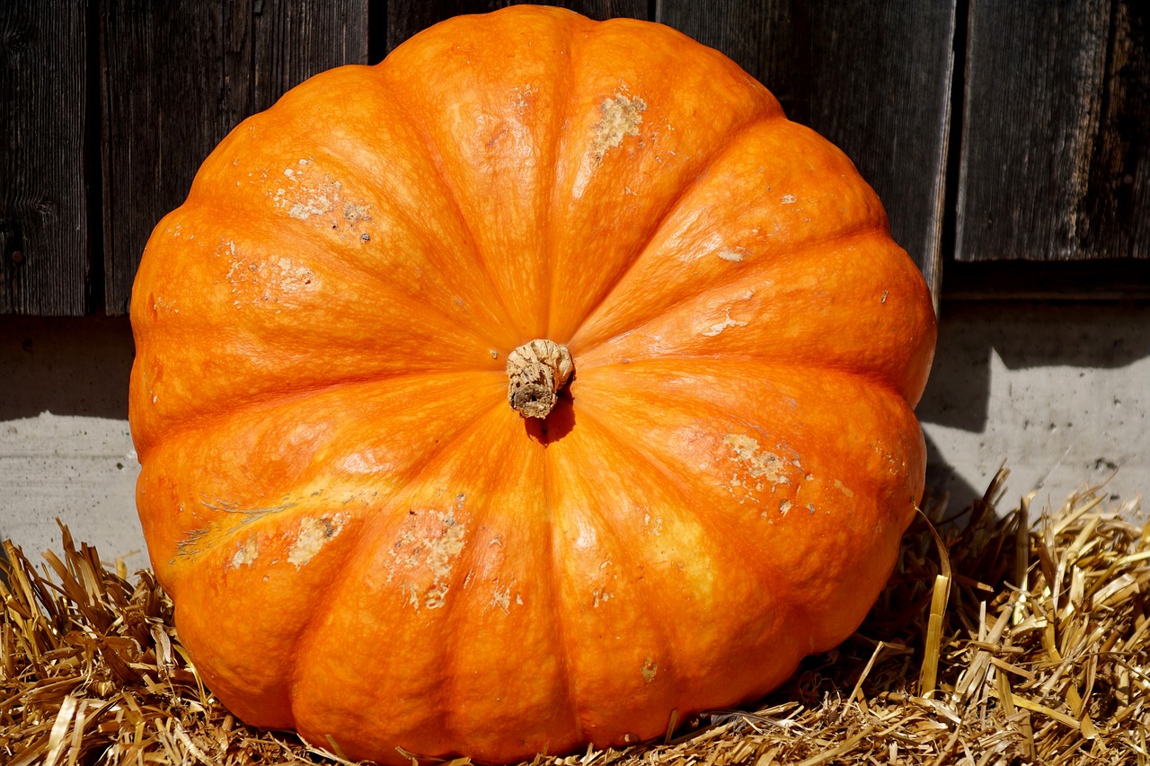 Image - pumpkin orange harvest food autumn