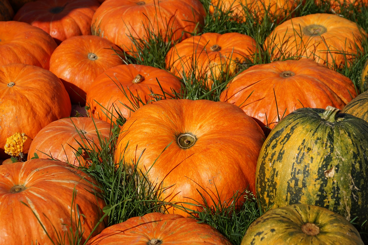 Image - pumpkins pumpkin orange harvest