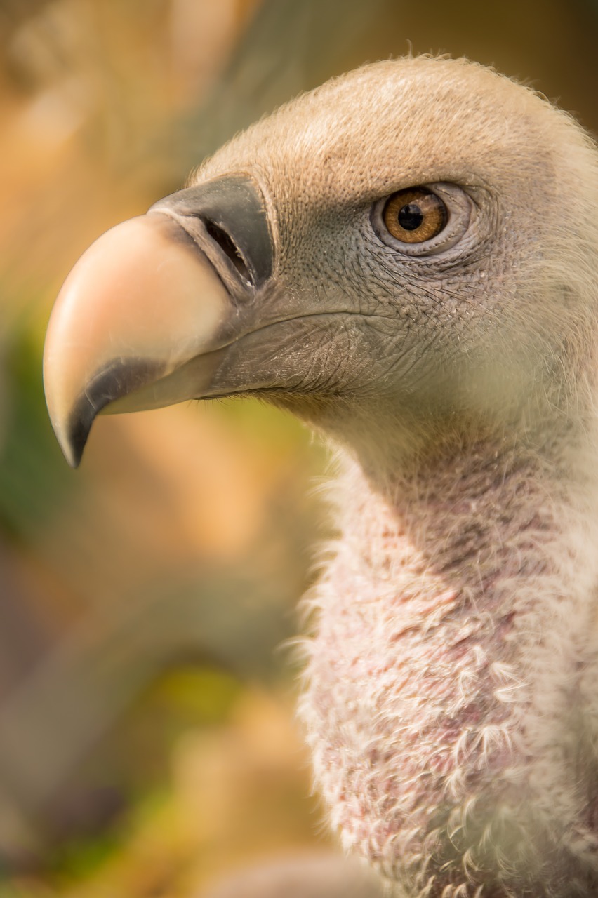 Image - bird vulture nature bird of prey