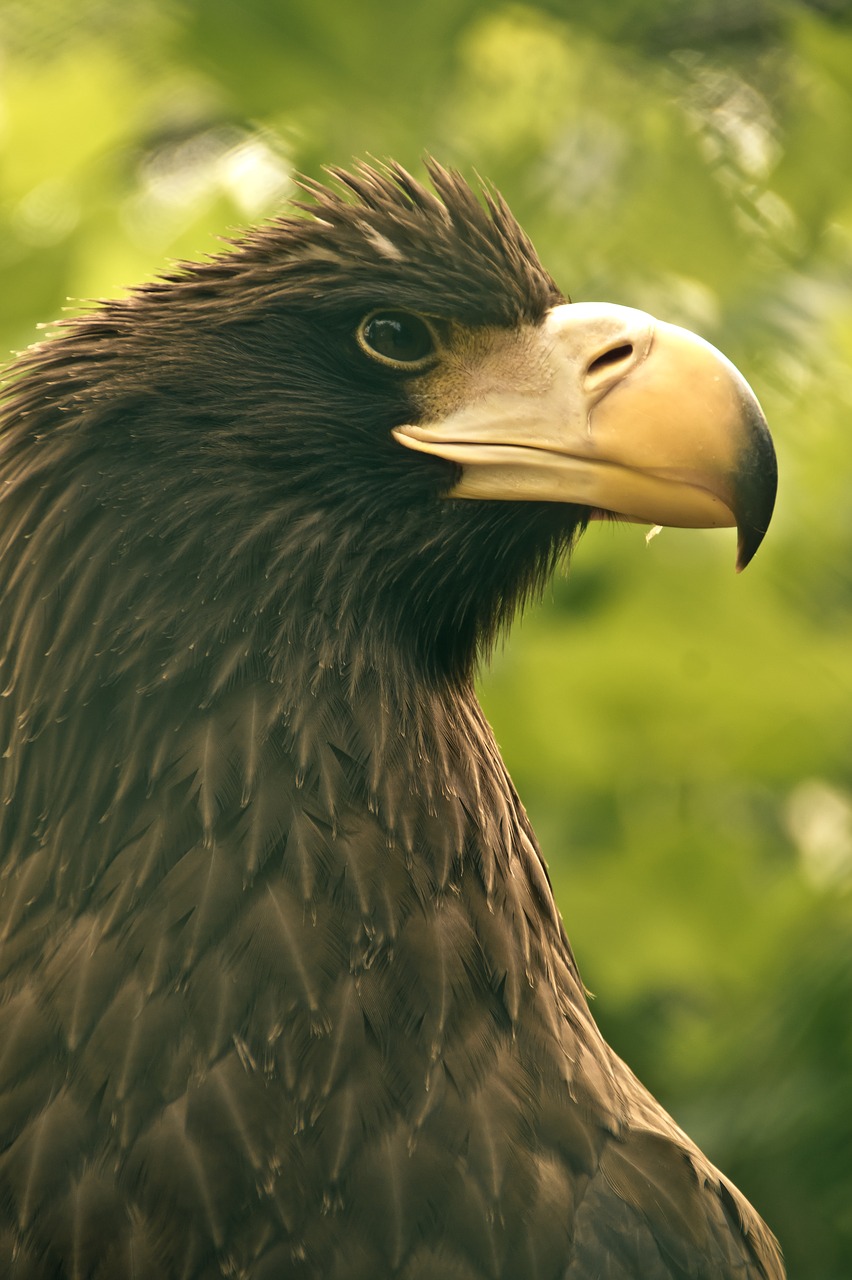 Image - bird eagle beak national bird