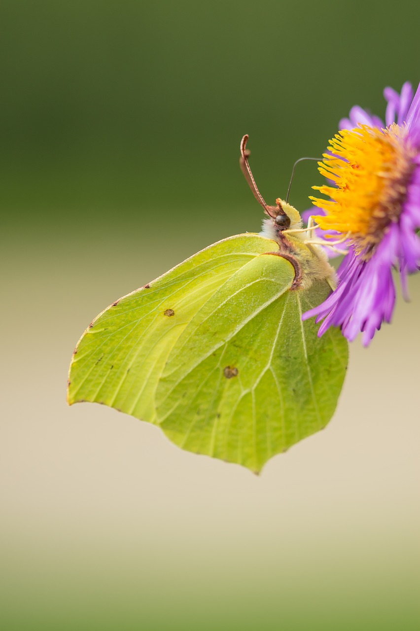 Image - butterfly macro nature bug garden