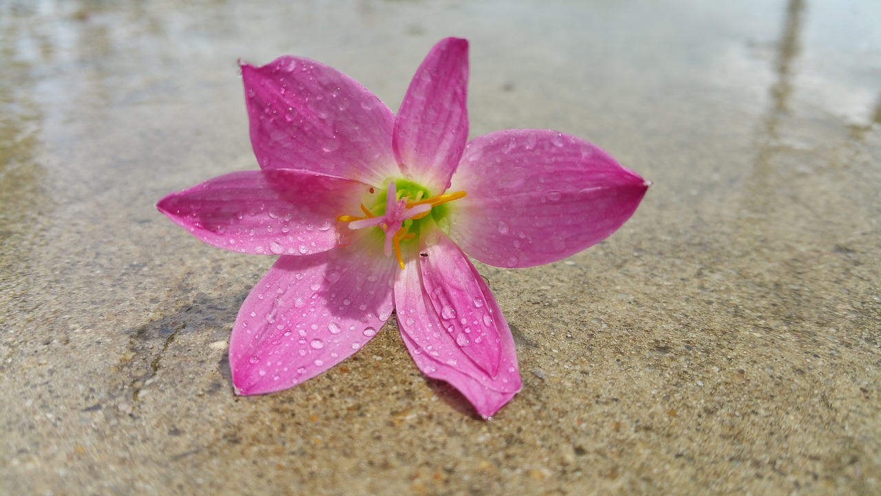 Image - pink flower reflection water drops