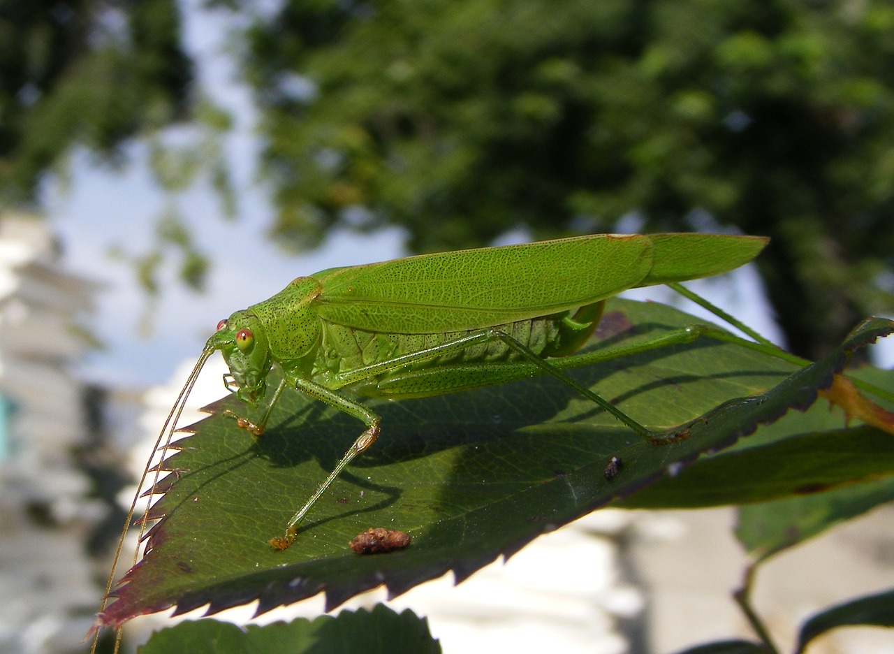 Image - cricket nature insect grasshopper