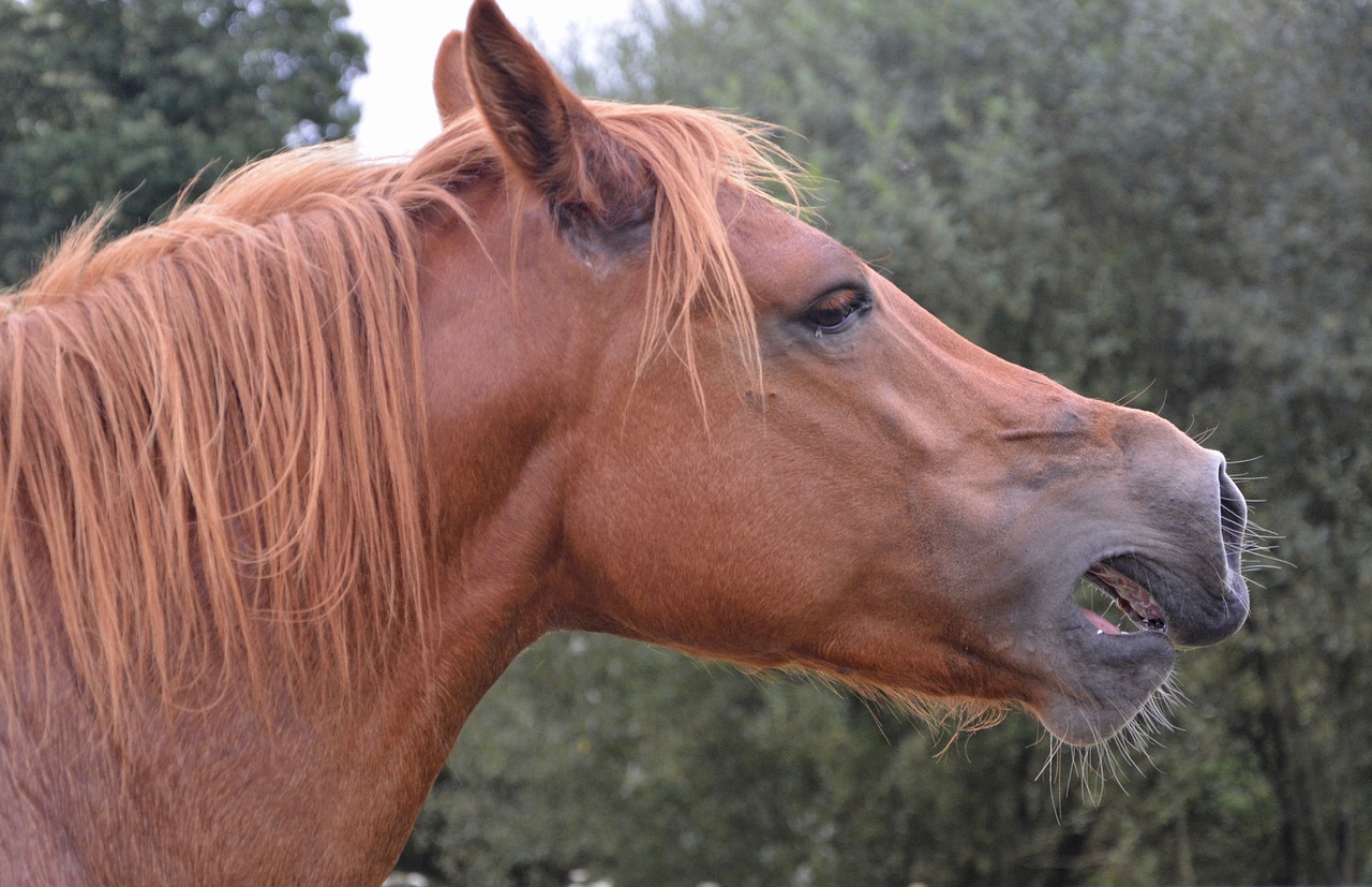 Image - cheval hennit the horse whinny