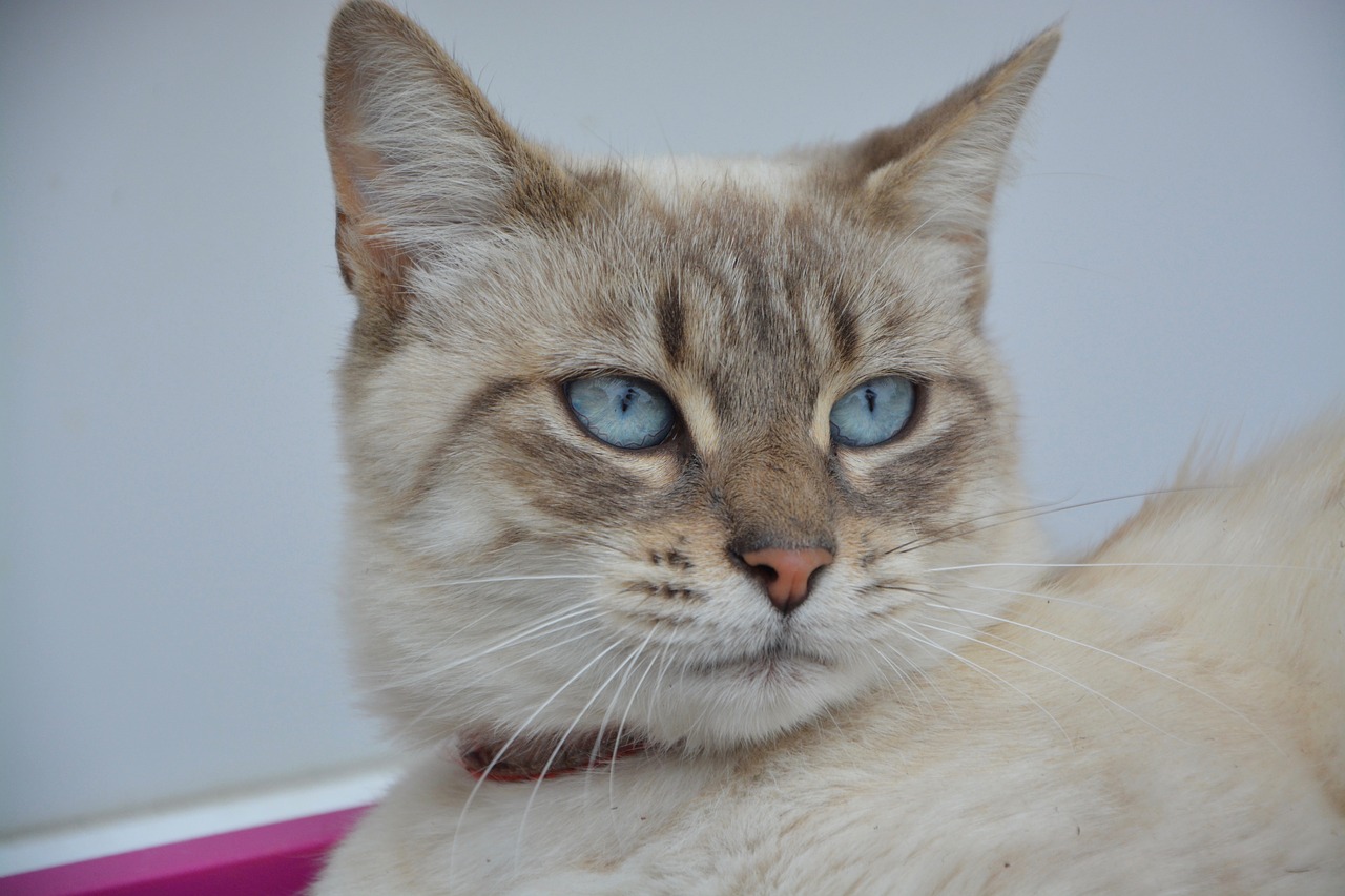 Image - cat portrait blue eyes cat eyes