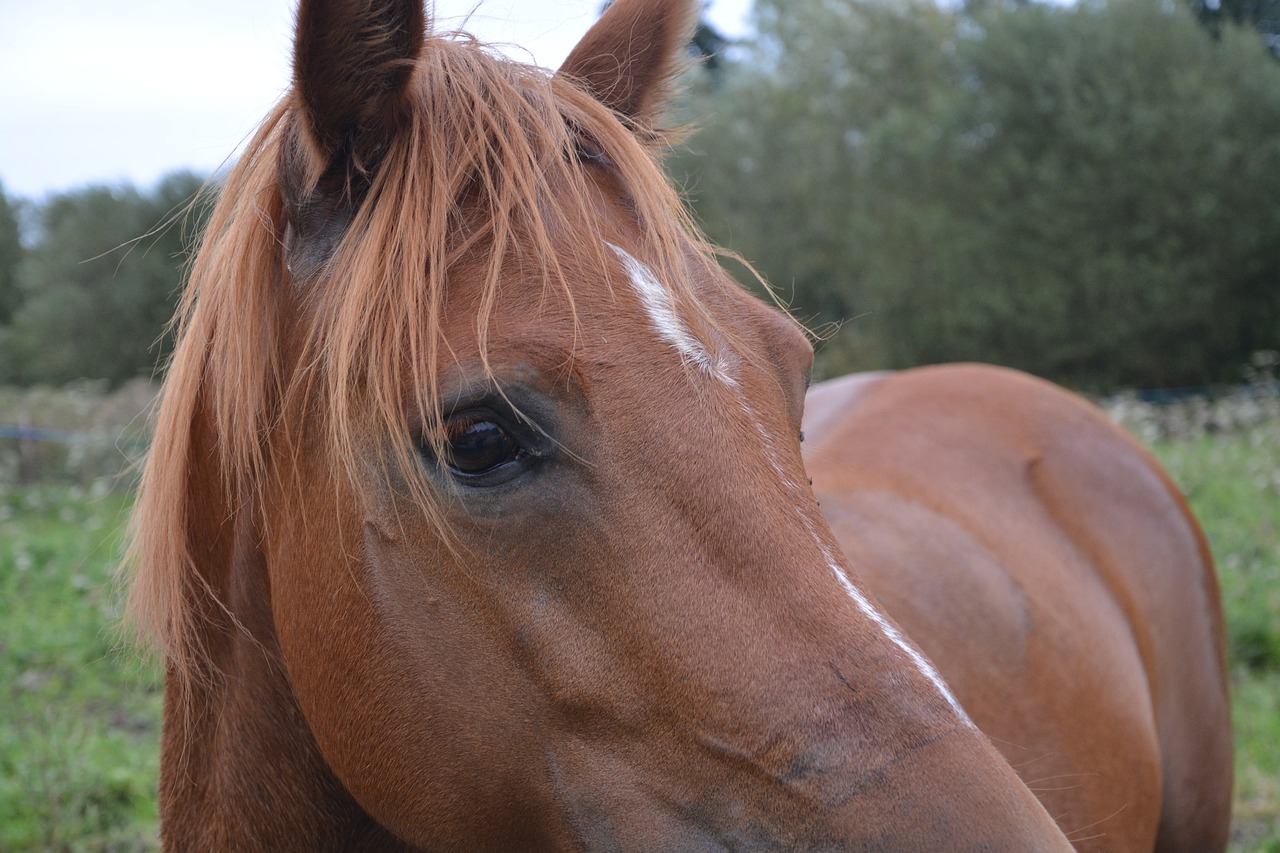 Image - horse œil brown head profile