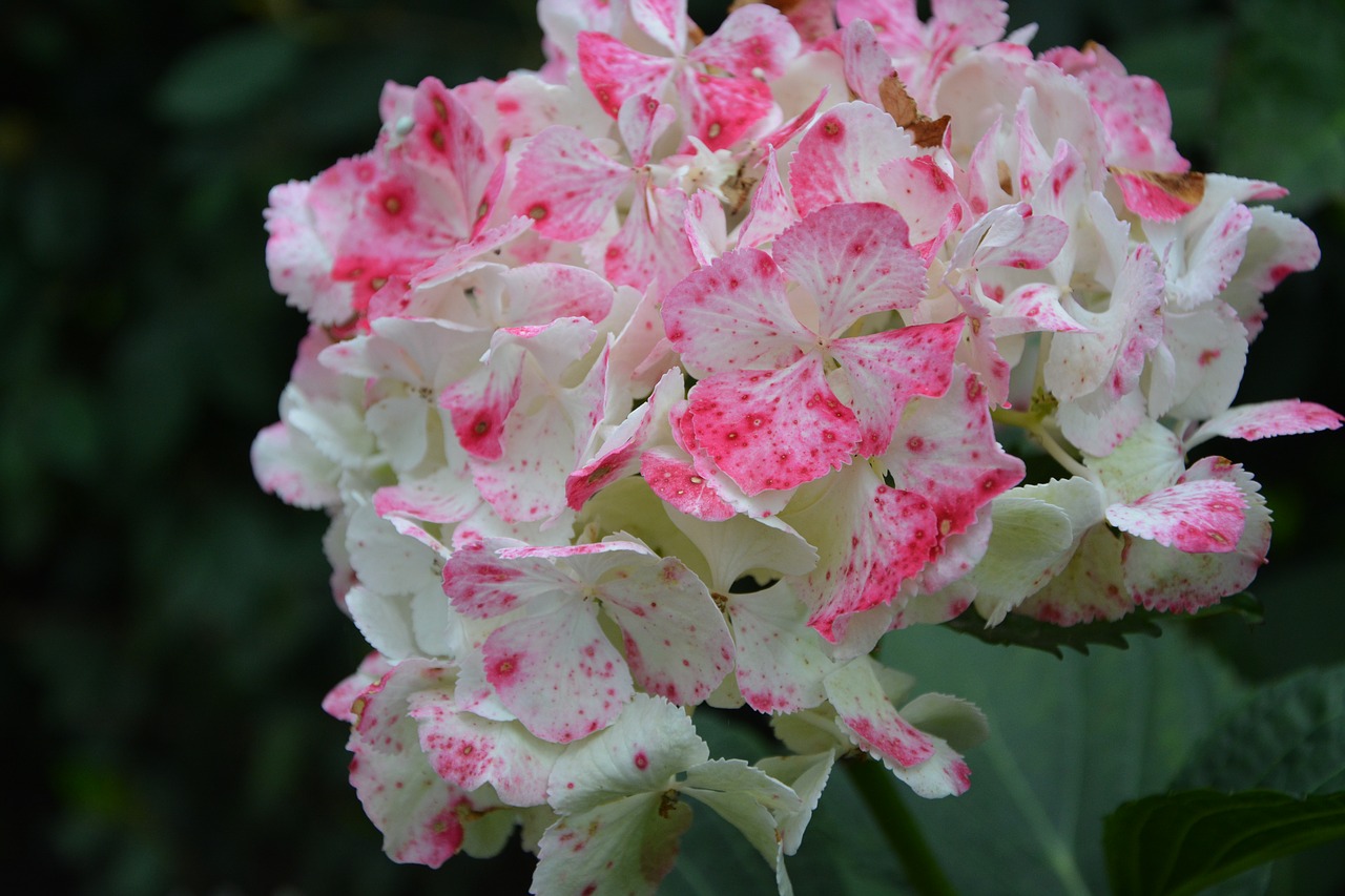 Image - hydrangea white pink plant flora