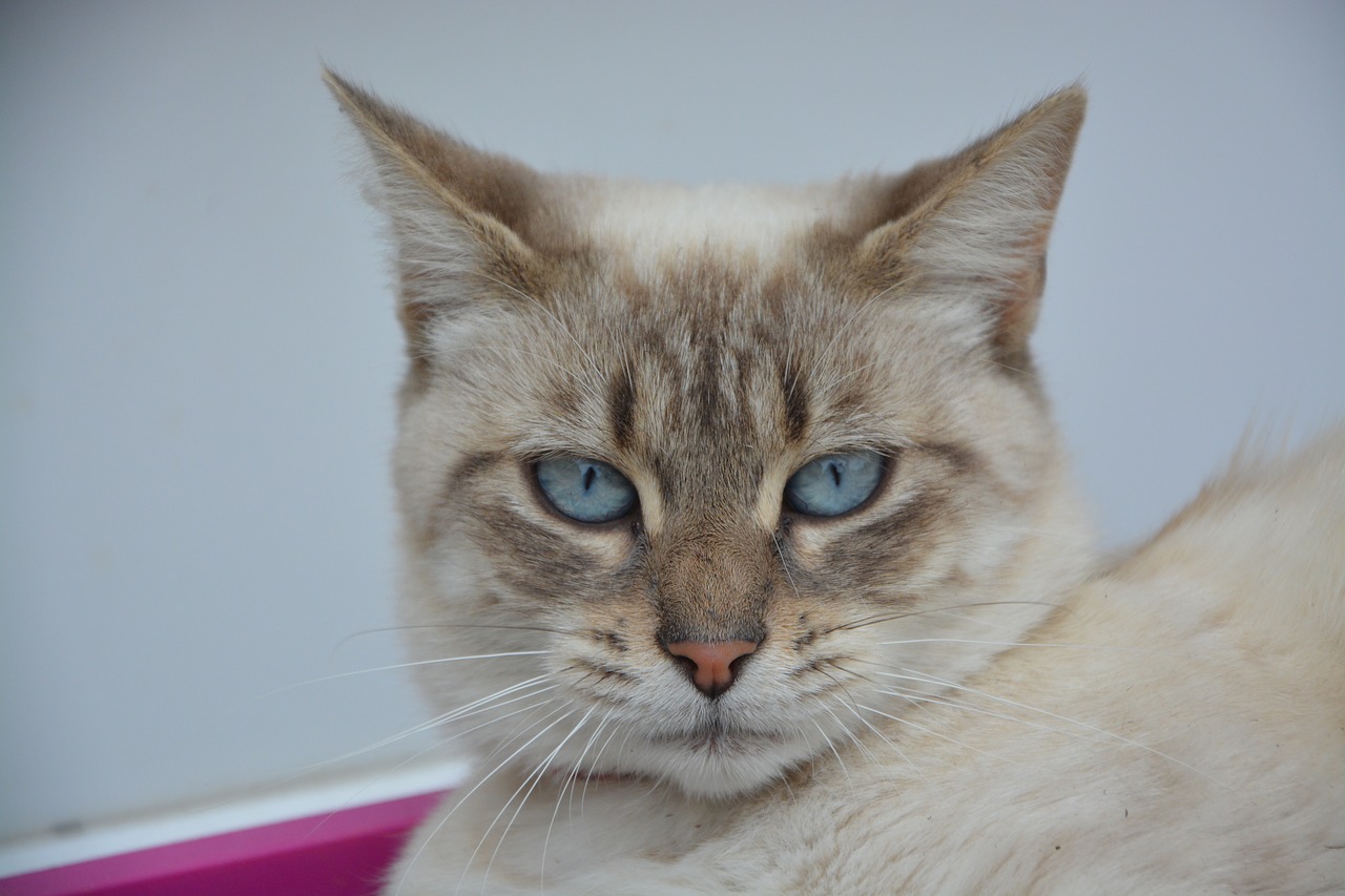 Image - cat pussy female portrait