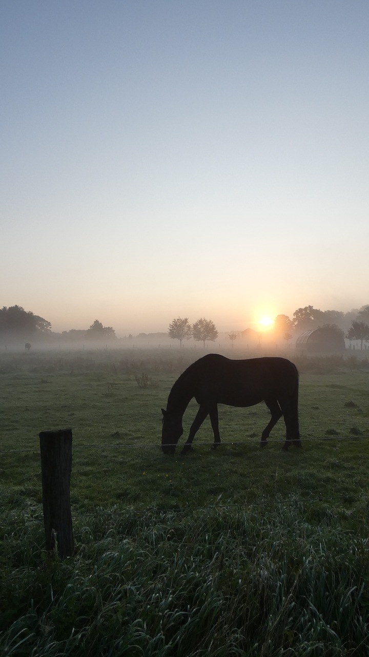 Image - horse meadow fog morning sun