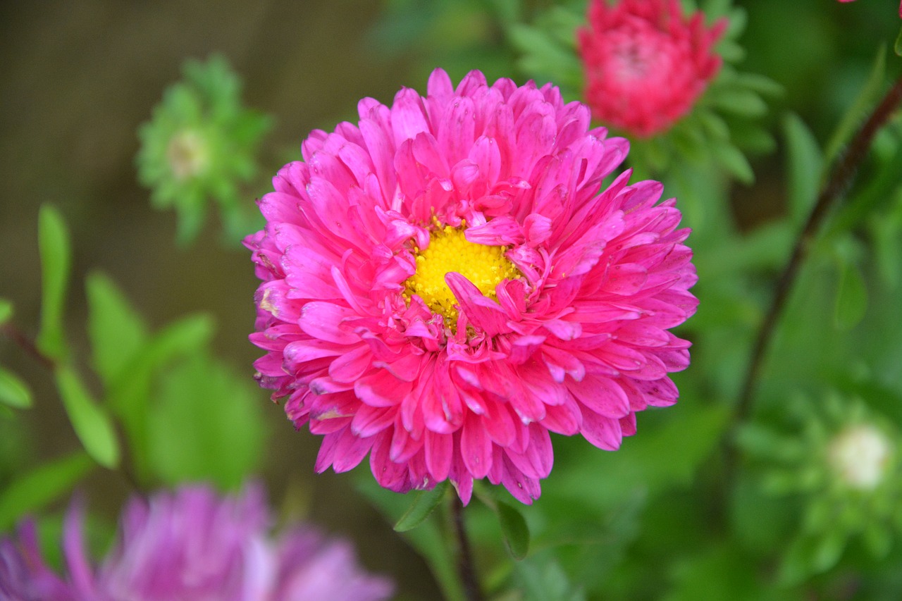 Image - flower pink flowers fuchsia