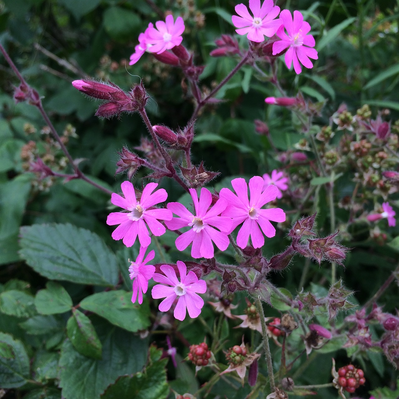 Image - flower pinkflowers pink blossom