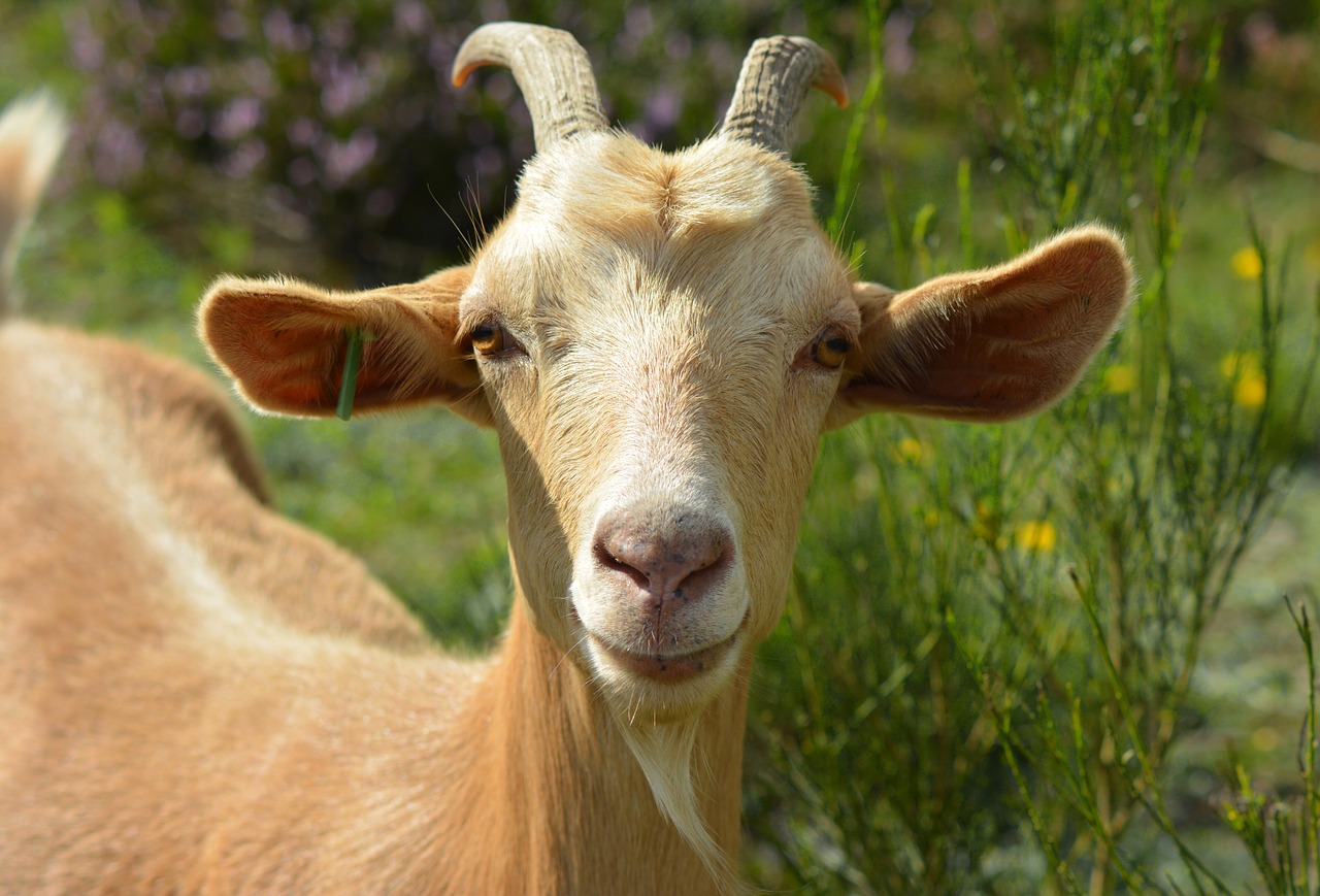 Image - goat billy goat bock goat portrait