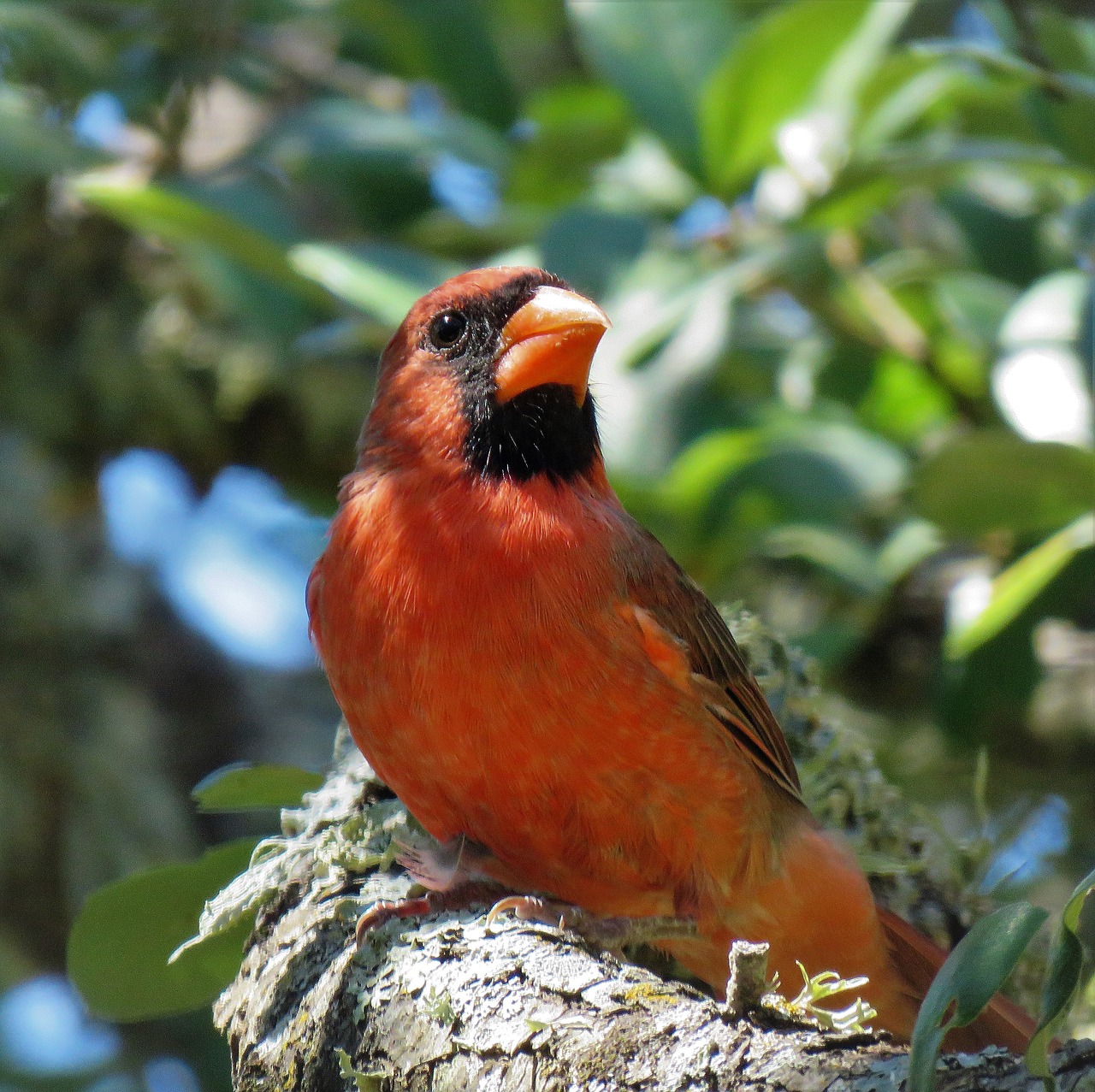 Image - bird cardinal adult tree natural