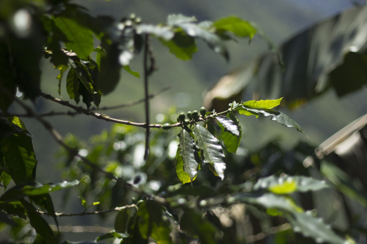 Image - coffee coffe grain field