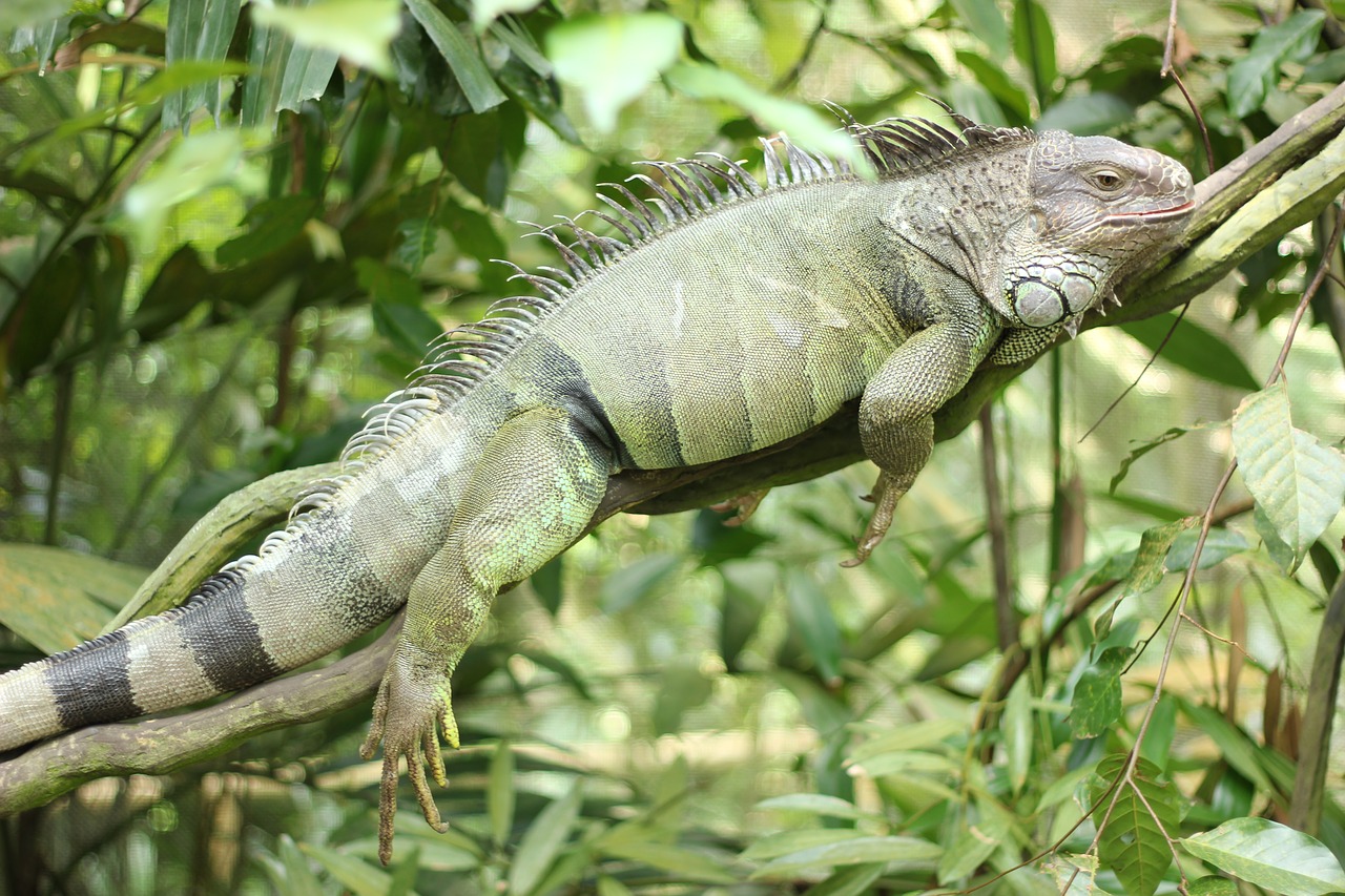 Image - iguana reptile lizard nature