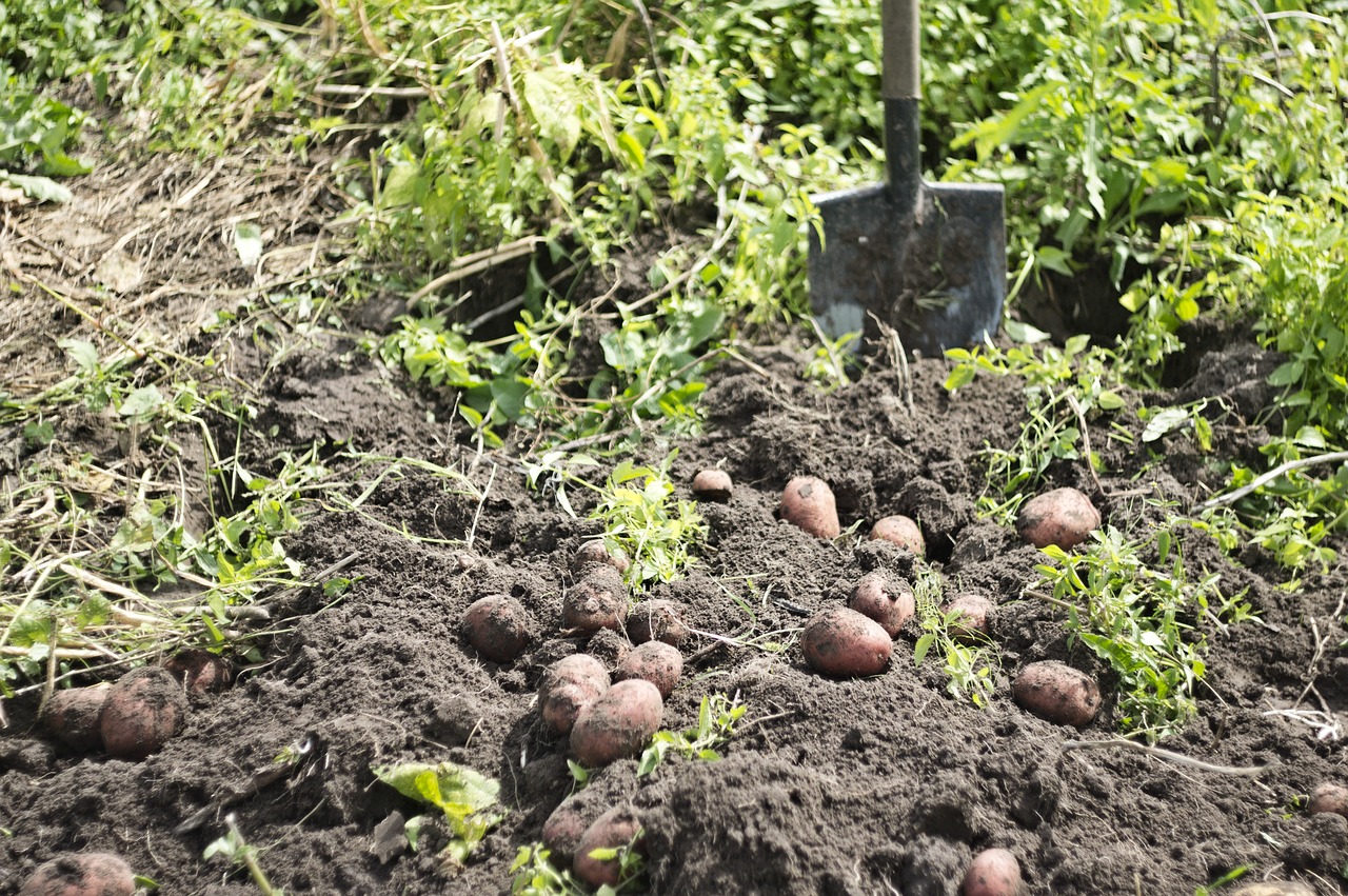 Image - potatoes harvest vegetable garden