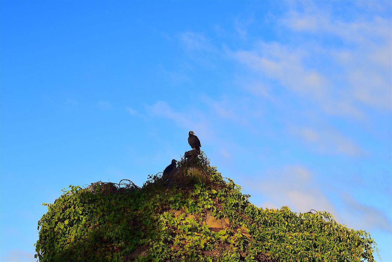 Image - vulture silo morning sunrise ivy