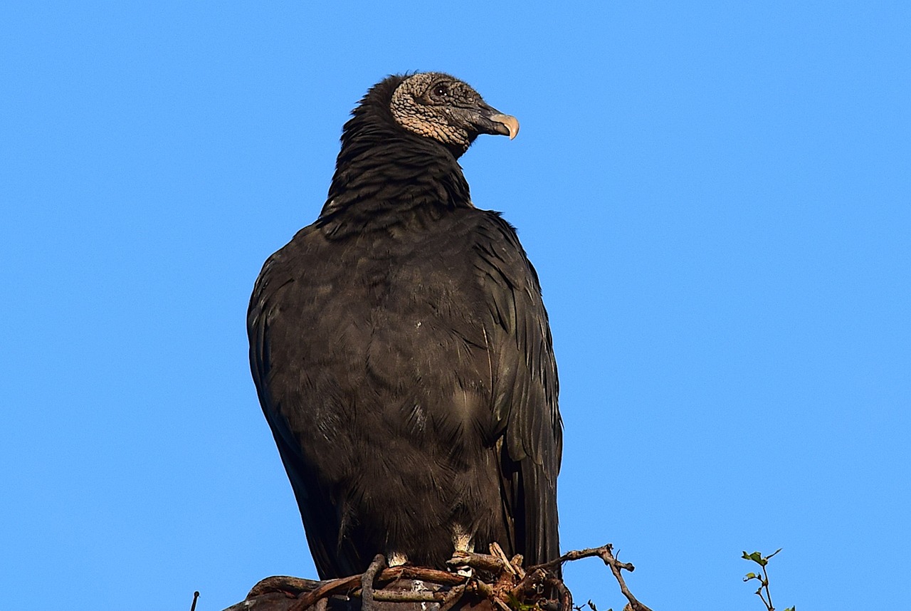 Image - vulture perching silo looking bird