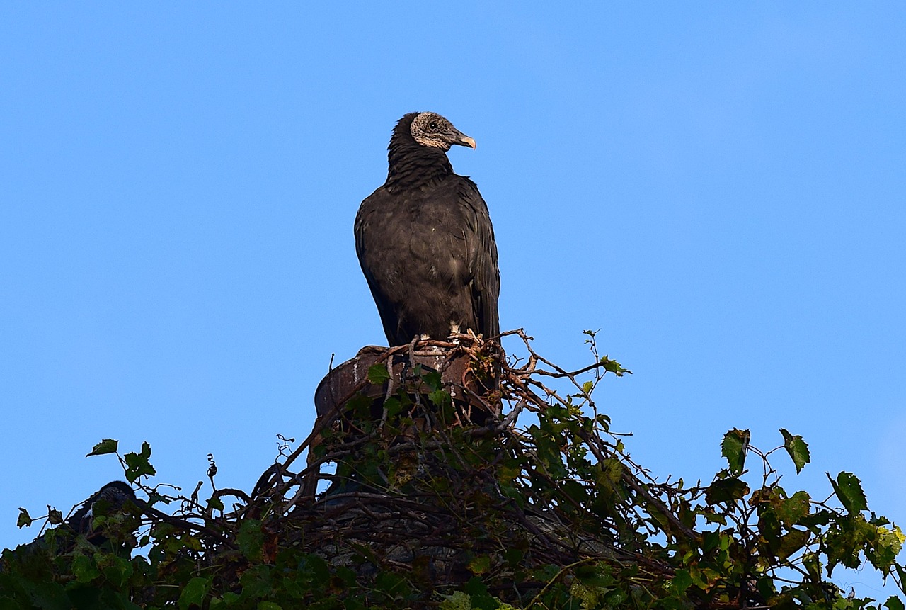 Image - vulture perching silo looking bird