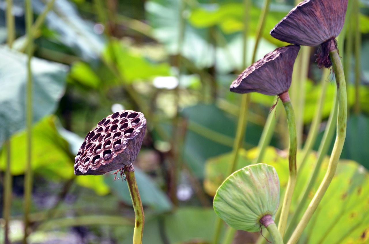 Image - lotus flowers semi circle kite