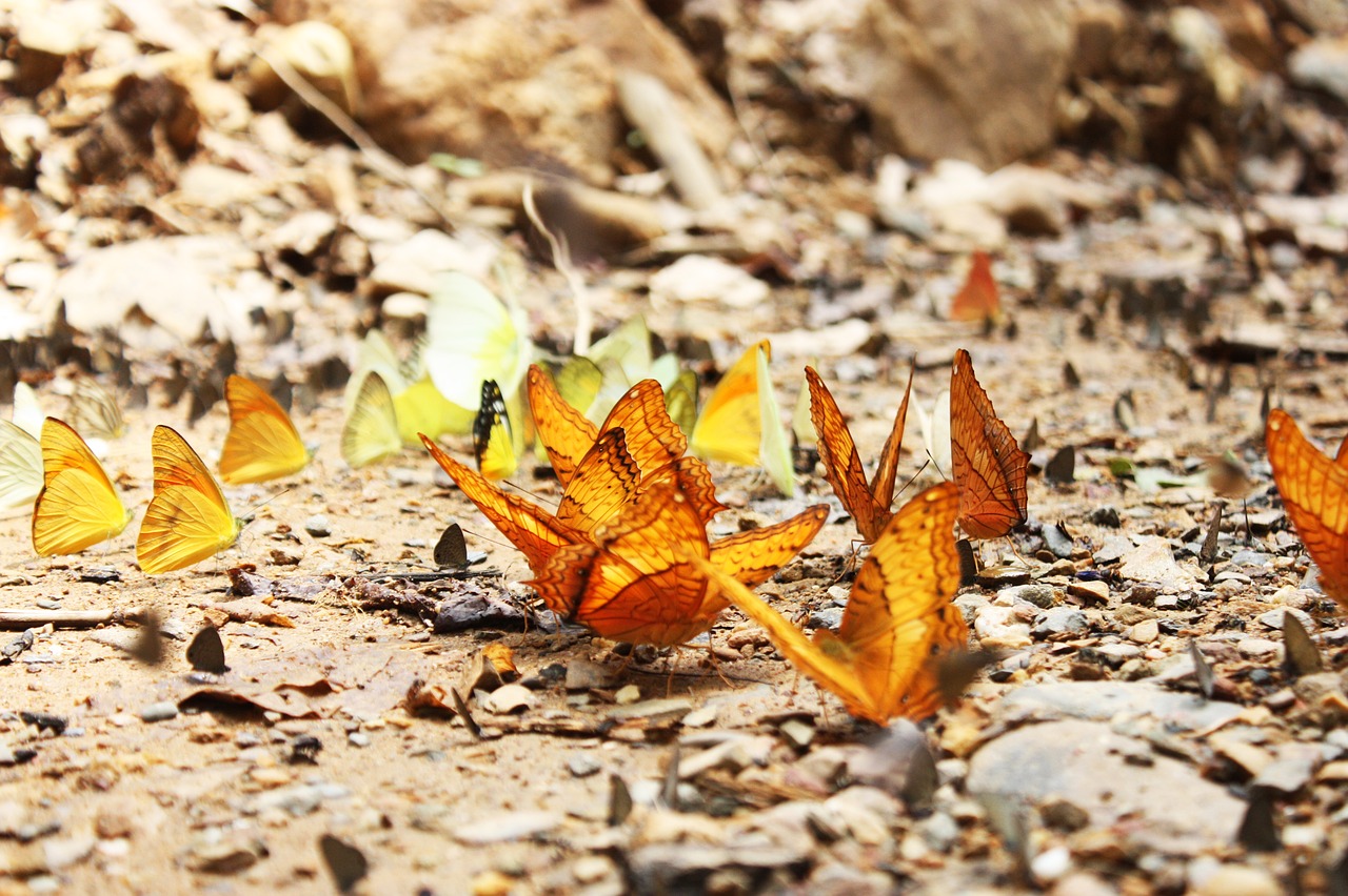 Image - butterfly the national park nature