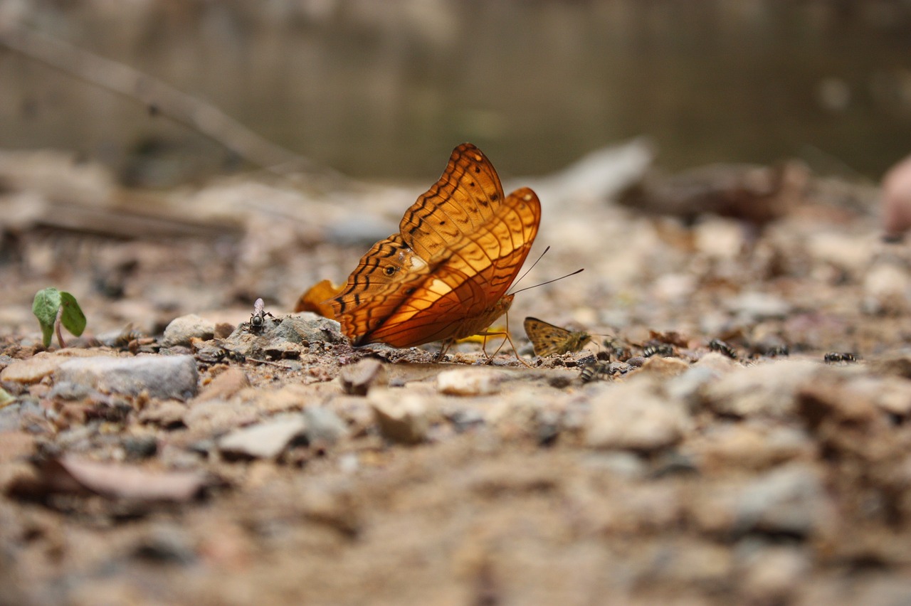 Image - butterfly the national park rapids