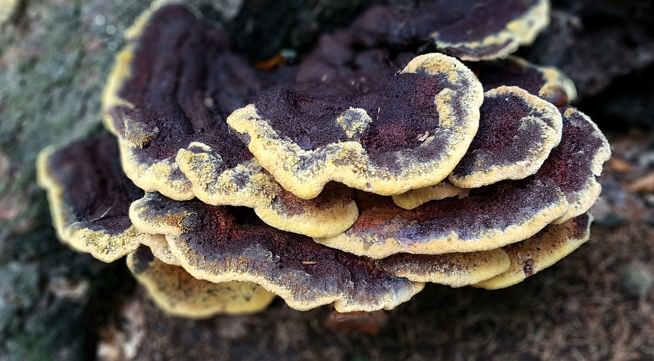 Image - mushroom tree fungus forest nature