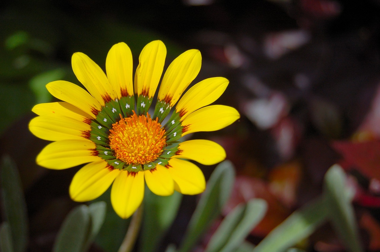 Image - flower yellow yellow flower blossom