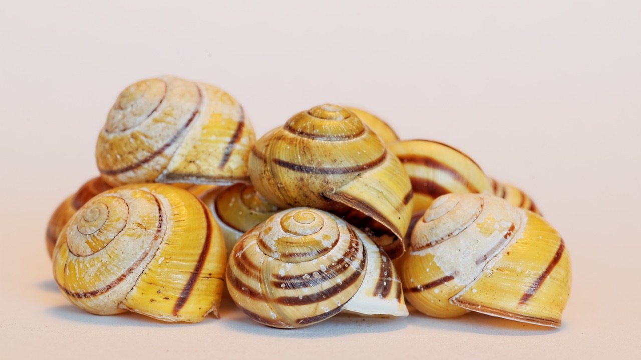 Image - shell snail animals housing empty