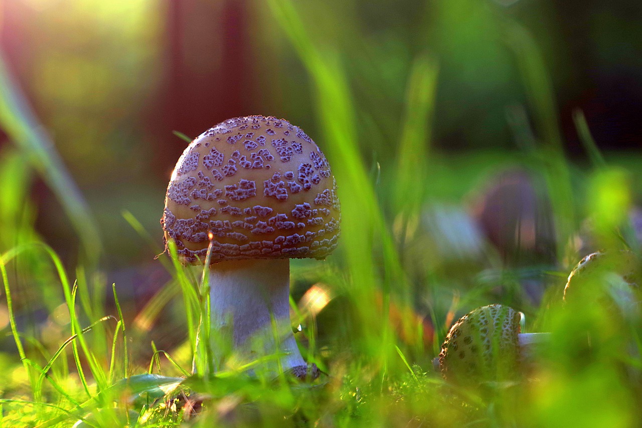 Image - mushrooms forest amanita red grass