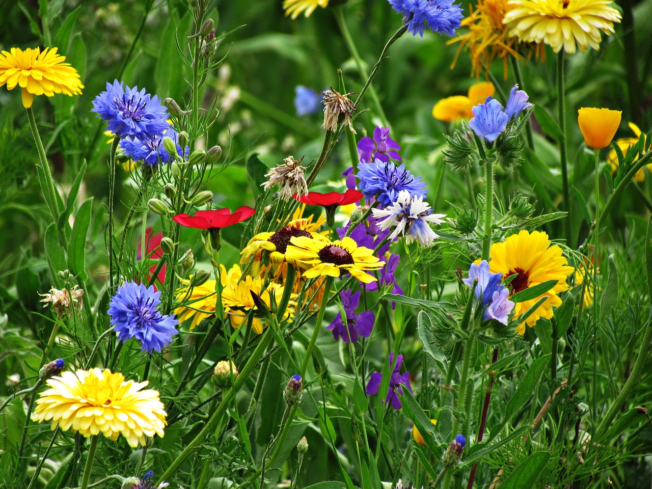Image - meadow flowers spring daisies