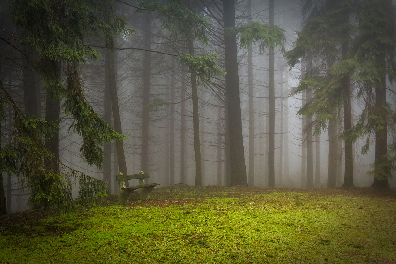 Image - pine forest pad glade misty